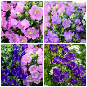Carpet Creeping Campanula bellflower bloom close-up with cheerful petals for borders