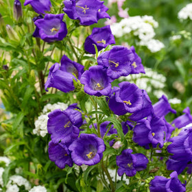 Carpet Creeping Campanula border garden planting idea highlighting easy care
