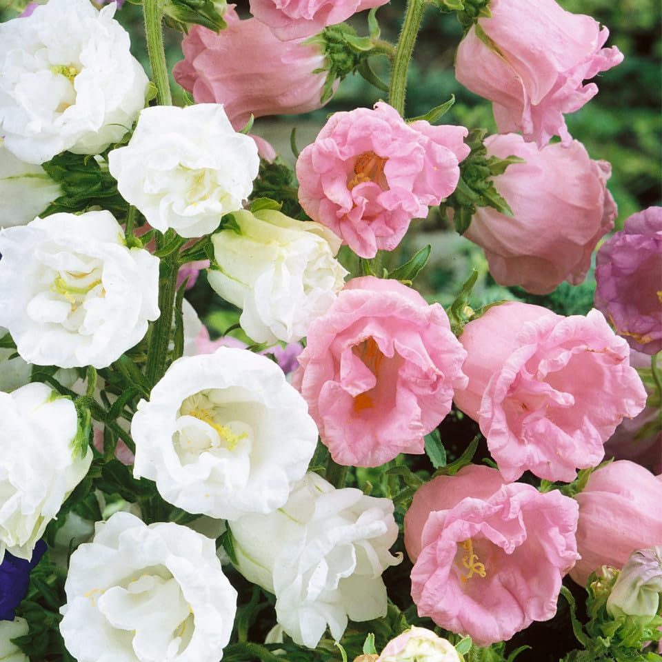 Carpet Creeping Campanula container garden idea for small spaces