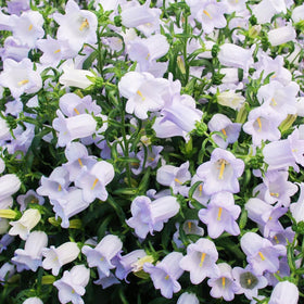 Carpet Creeping Campanula pollinator-attracting bloom inviting bees and butterflies