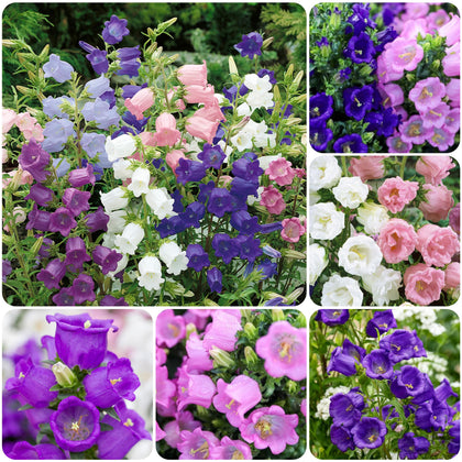 Carpet Creeping Campanula seeds packet for versatile planting in gardens