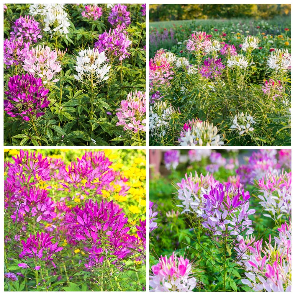 Carpet Creeping Cleome Spider Flower Seeds show a vibrant bloom display attracting pollinators.