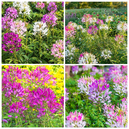 Carpet Creeping Cleome Spider Flower Seeds show a vibrant bloom display attracting pollinators.