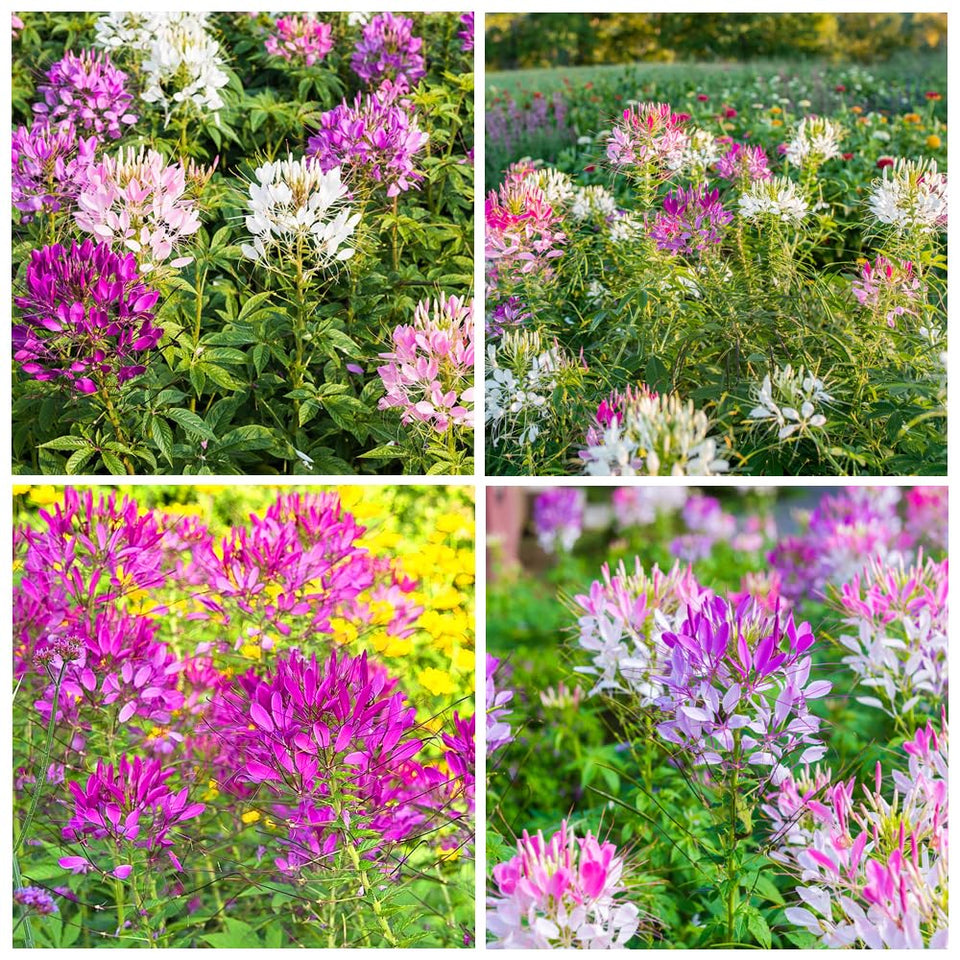 Carpet Creeping Cleome Spider Flower Seeds show a vibrant bloom display attracting pollinators.