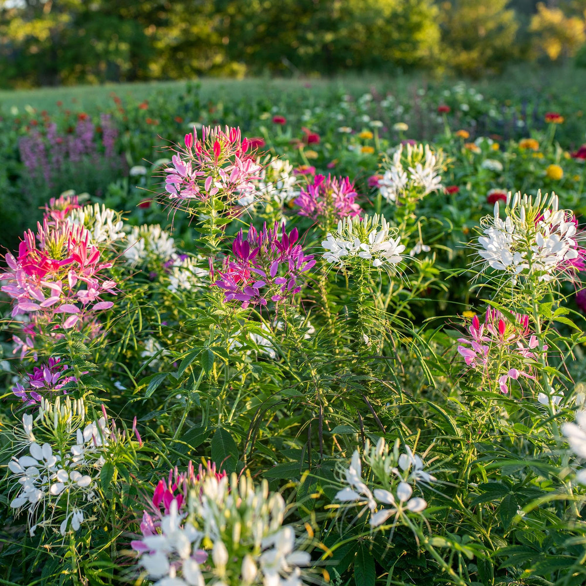 Carpet Creeping Cleome Spider Flower Seeds are easy to direct sow in full sun.