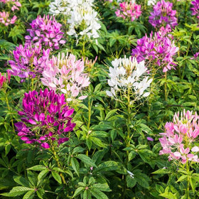 Carpet Creeping Cleome Spider Flower Seeds attract butterflies and hummingbirds to the garden.