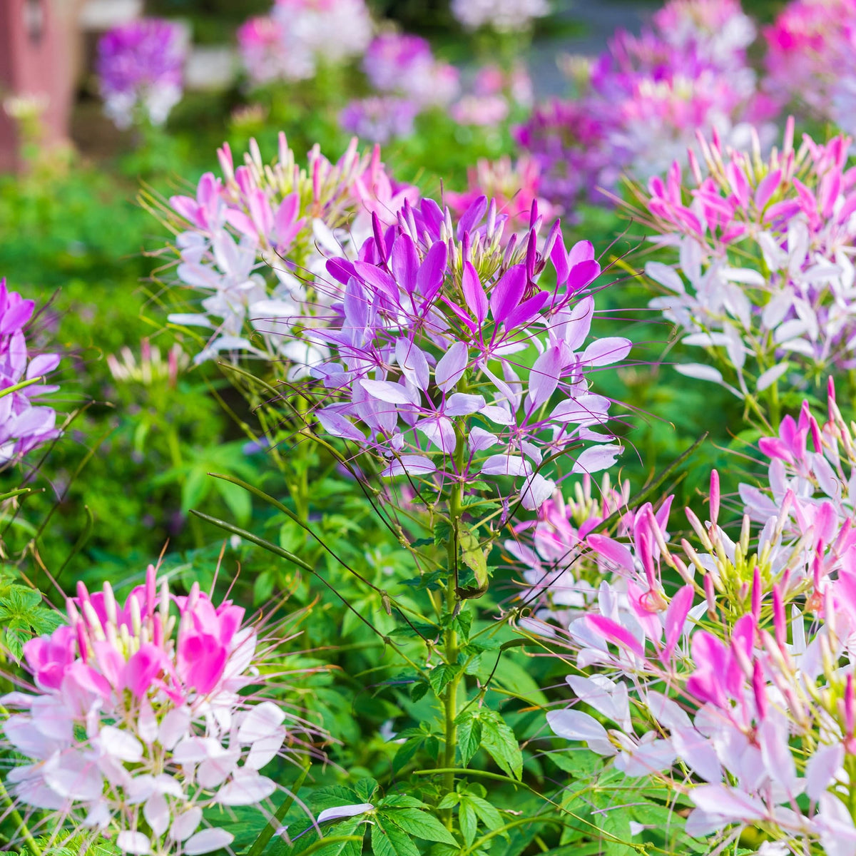 Carpet Creeping Cleome Spider Flower Seeds grow tall for a dramatic border and garden structure.