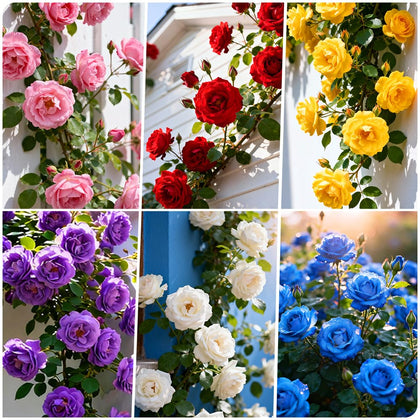 Carpet Creeping climbing rose seeds on trellis add vertical color to outdoor spaces.