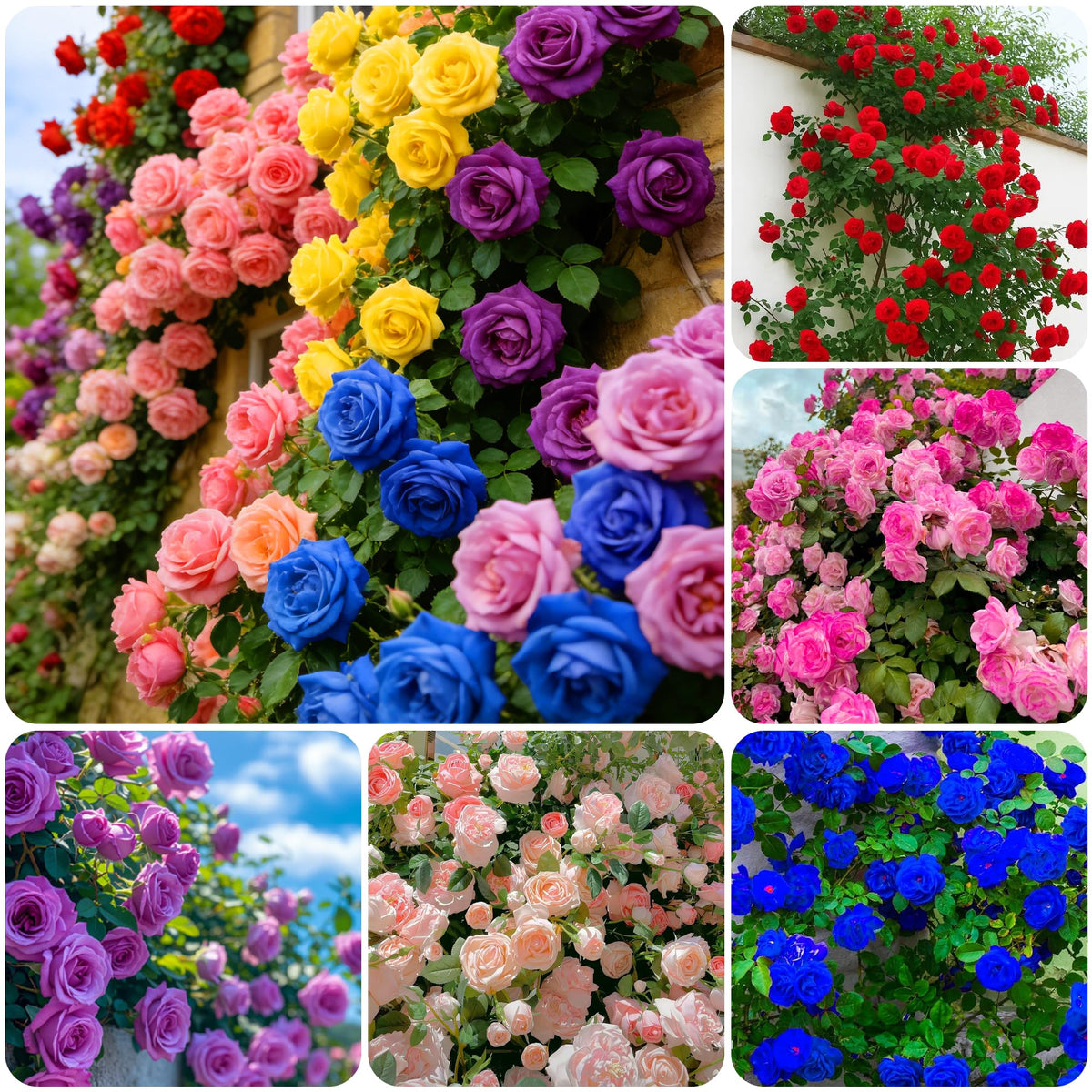 Carpet Creeping close-up rose bloom showcases vibrant petals for focal points.