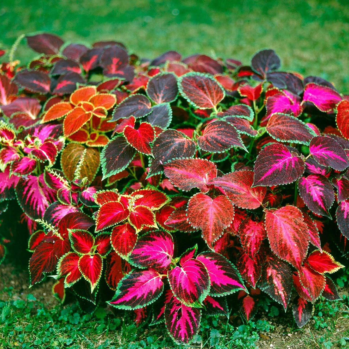 Close-up of Carpet Creeping Rainbow Mix leaves with rich rainbow colors.
