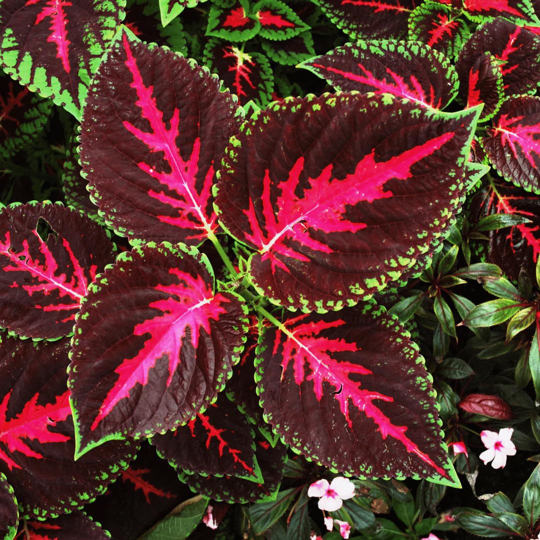 Mass planting of Carpet Creeping Rainbow Mix creates eye-catching edging.