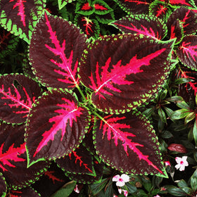 Mass planting of Carpet Creeping Rainbow Mix creates eye-catching edging.