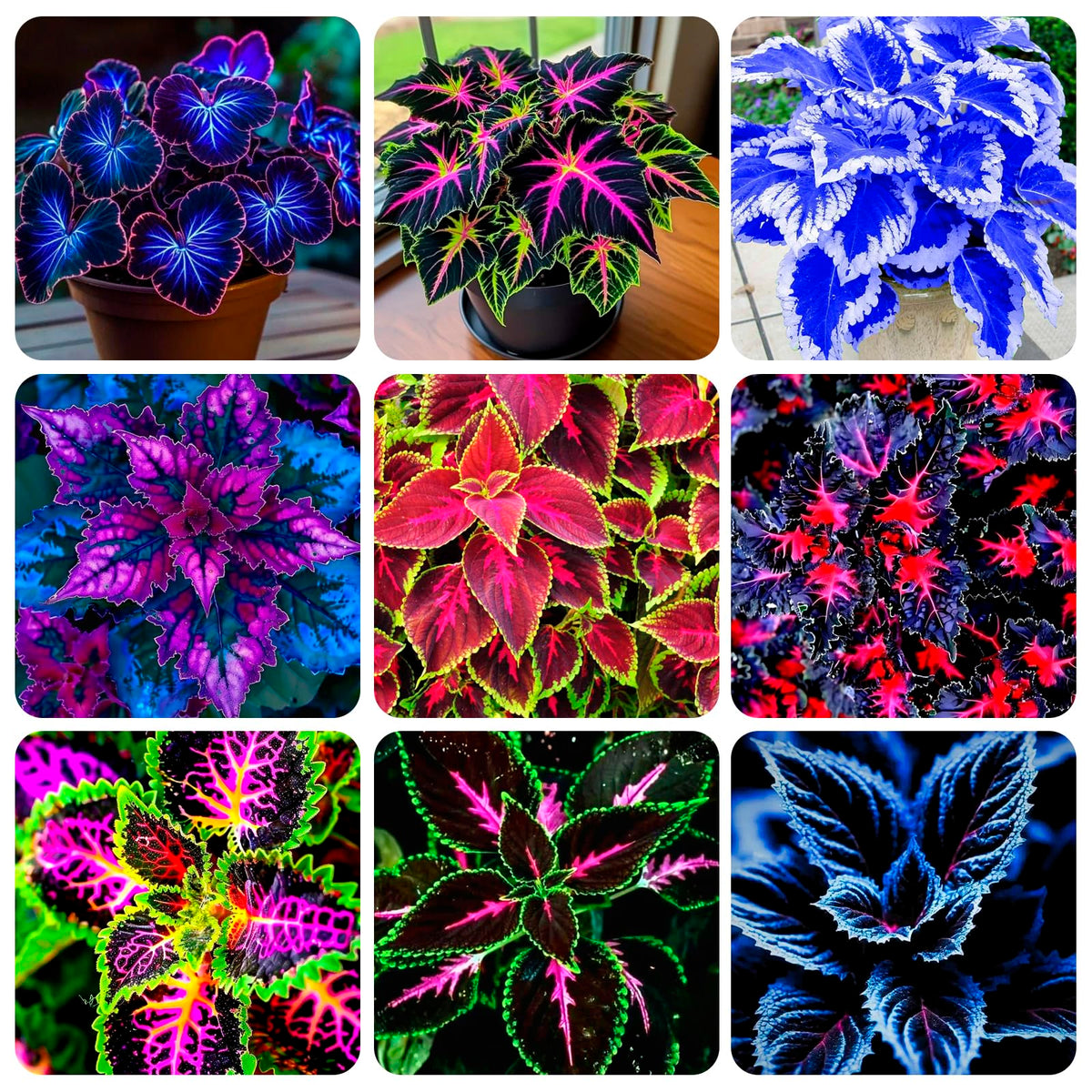 Carpet Creeping Rainbow Mix seeds pack for colorful border foliage.