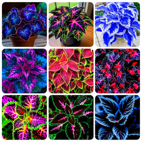 Carpet Creeping Rainbow Mix seeds pack for colorful border foliage.