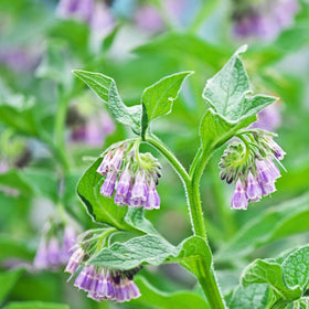 Carpet Creeping comfrey flowers in bluebell-like clusters in mid-spring