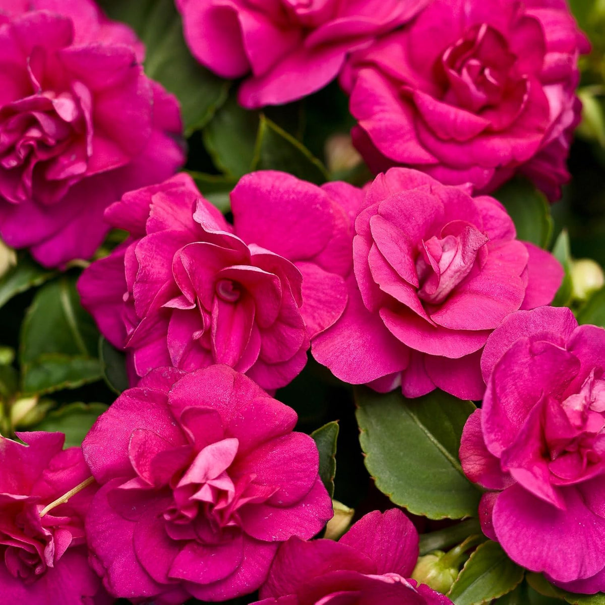 Carpet Creeping compact growth ideal for edging, pots, and small spaces.