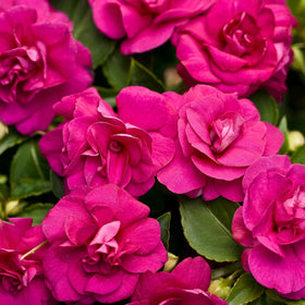 Carpet Creeping compact growth ideal for edging, pots, and small spaces.