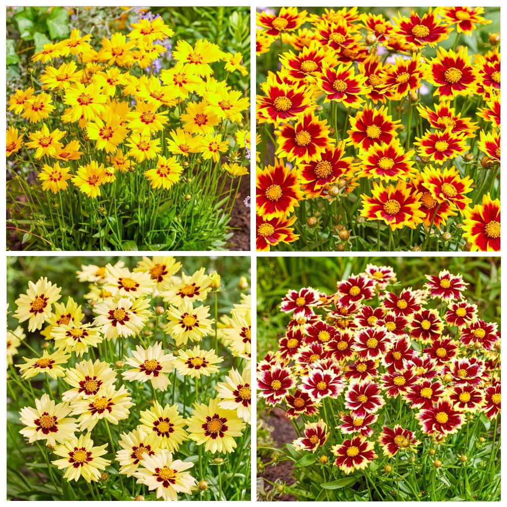 Carpet Creeping Coreopsis Bloom Closeup showcasing bright petals and long-lasting color