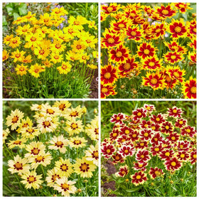 Carpet Creeping Coreopsis Bloom Closeup showcasing bright petals and long-lasting color