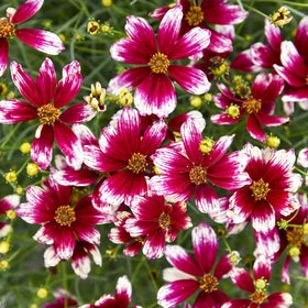 Carpet Creeping Coreopsis Border Garden highlights versatile plantings for borders