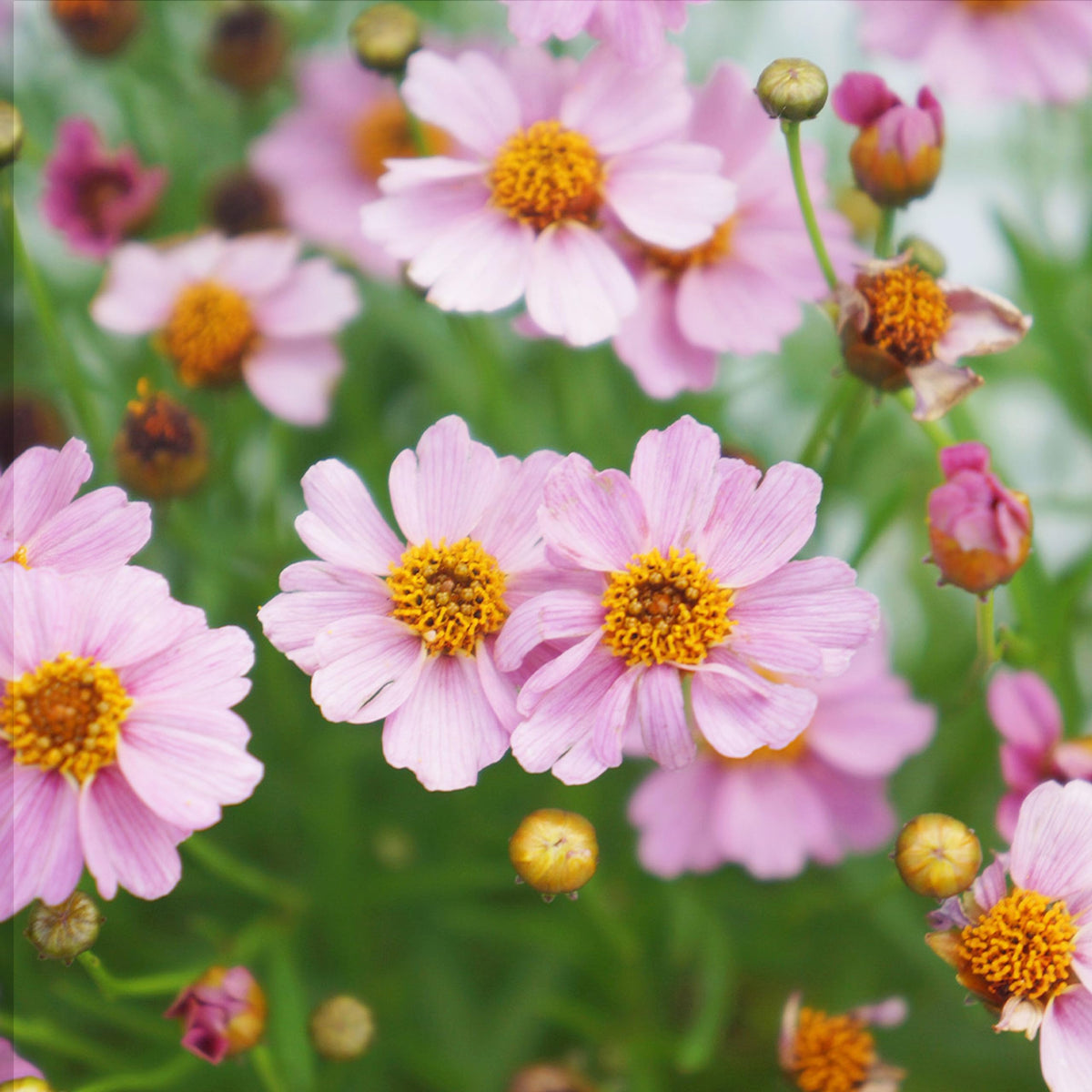 Carpet Creeping Coreopsis in containers demonstrates low-maintenance garden accents