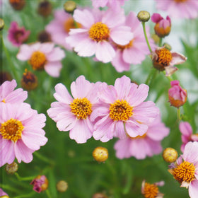 Carpet Creeping Coreopsis in containers demonstrates low-maintenance garden accents