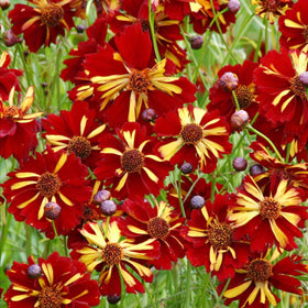 Carpet Creeping Drought-Tolerant Coreopsis thrives in dry climates with minimal care