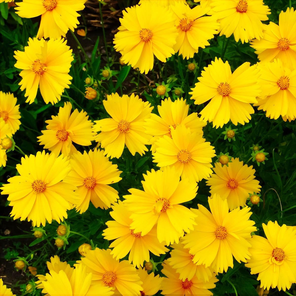 Carpet Creeping coreopsis lance-leaf bloom close-up showcases sunny, long-lasting petals.