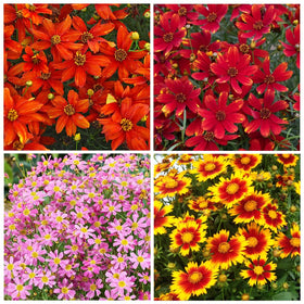 Carpet Creeping coreopsis lance-leaf seeds pack ready for planting and vibrant color.
