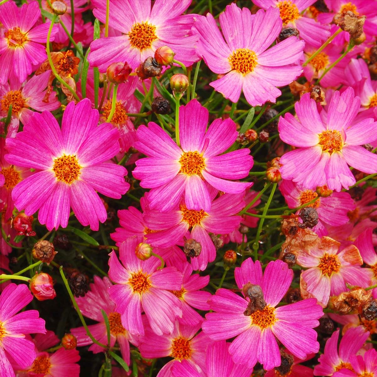 Carpet Creeping coreopsis perennial early bloom showing compact height and full sun appeal.