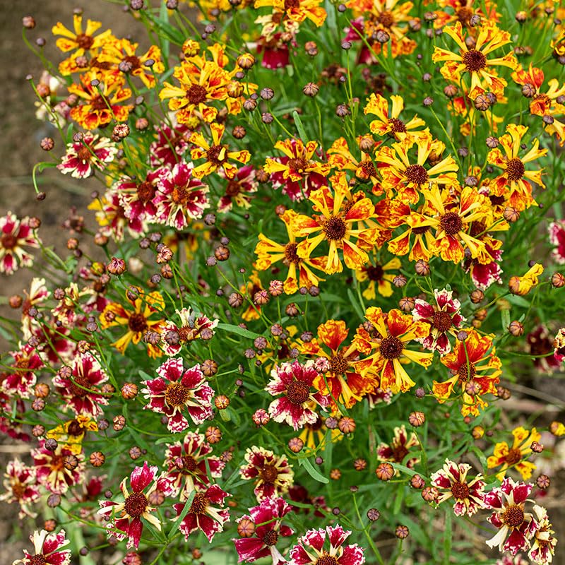 Carpet Creeping Perennial Coreopsis flowers provide year-round appeal