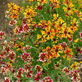 Carpet Creeping Perennial Coreopsis flowers provide year-round appeal