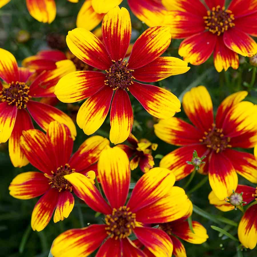 Carpet Creeping Pollinator-friendly Coreopsis attracts bees and butterflies