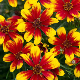 Carpet Creeping Pollinator-friendly Coreopsis attracts bees and butterflies