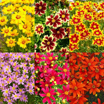 Carpet Creeping Coreopsis Seeds Pack for easy garden color all season