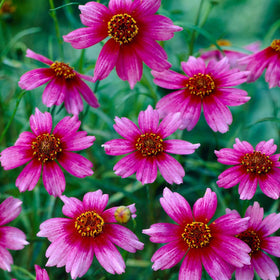 Carpet Creeping Coreopsis Wildflower Meadow image emphasizes biodiversity and pollinators