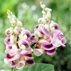 Carpet Creeping corkscrew vine seeds produce fragrant blooms ideal for trellises.
