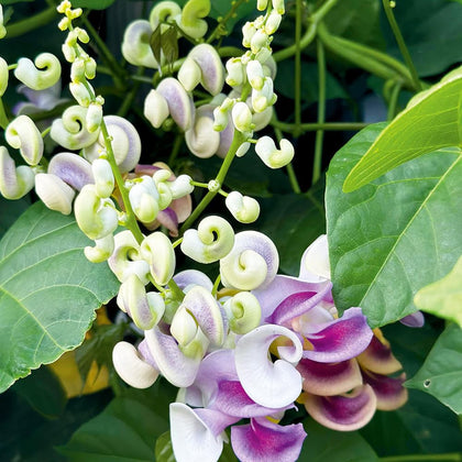 Carpet Creeping corkscrew vine seeds with twisting flowers for dramatic garden focal points.