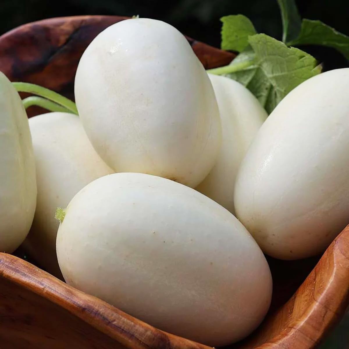 Carpet Creeping cream-colored cucumber skin adds visual appeal to ornamental beds