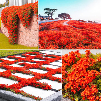 Carpet Creeping Thyme seed pack for sunny ground-cover beds