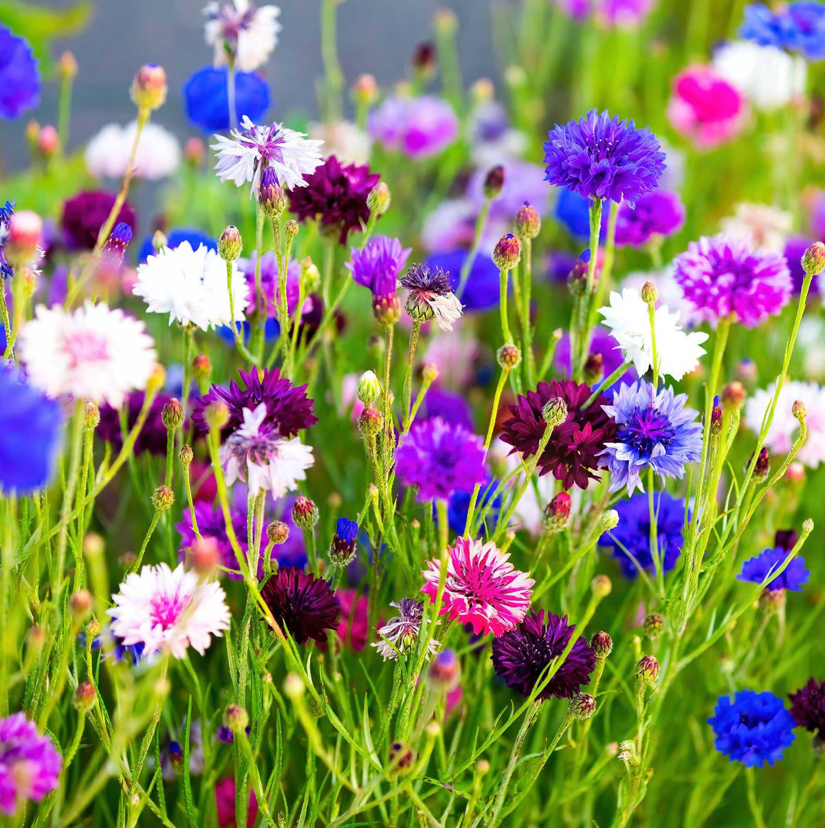 Carpet Creeping cut flower bouquet-ready stems with vibrant petals.