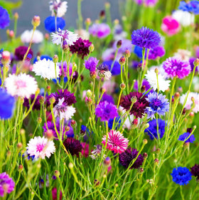 Carpet Creeping cut flower bouquet-ready stems with vibrant petals.