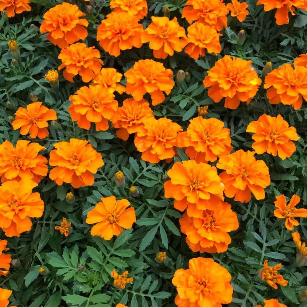 Carpet Creeping marigold produces cut flowers for sunny indoor arrangements.