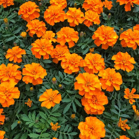 Carpet Creeping marigold produces cut flowers for sunny indoor arrangements.