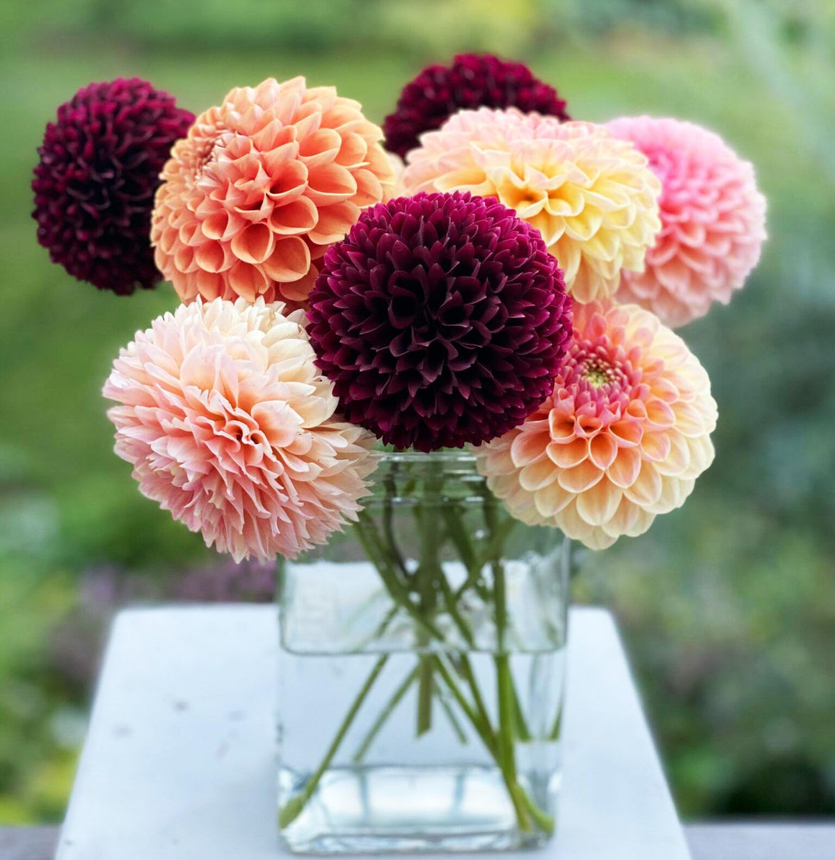Carpet Creeping Dahlia Pompon ideal for borders and decorative pots.