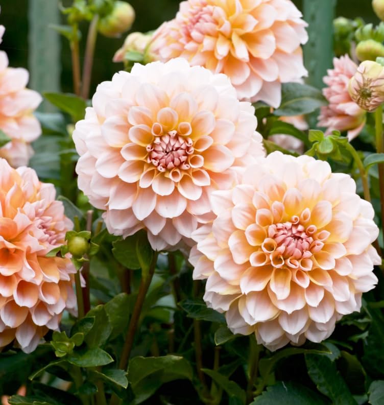Carpet Creeping Dahlia Pompon attracts bees and butterflies for pollination.