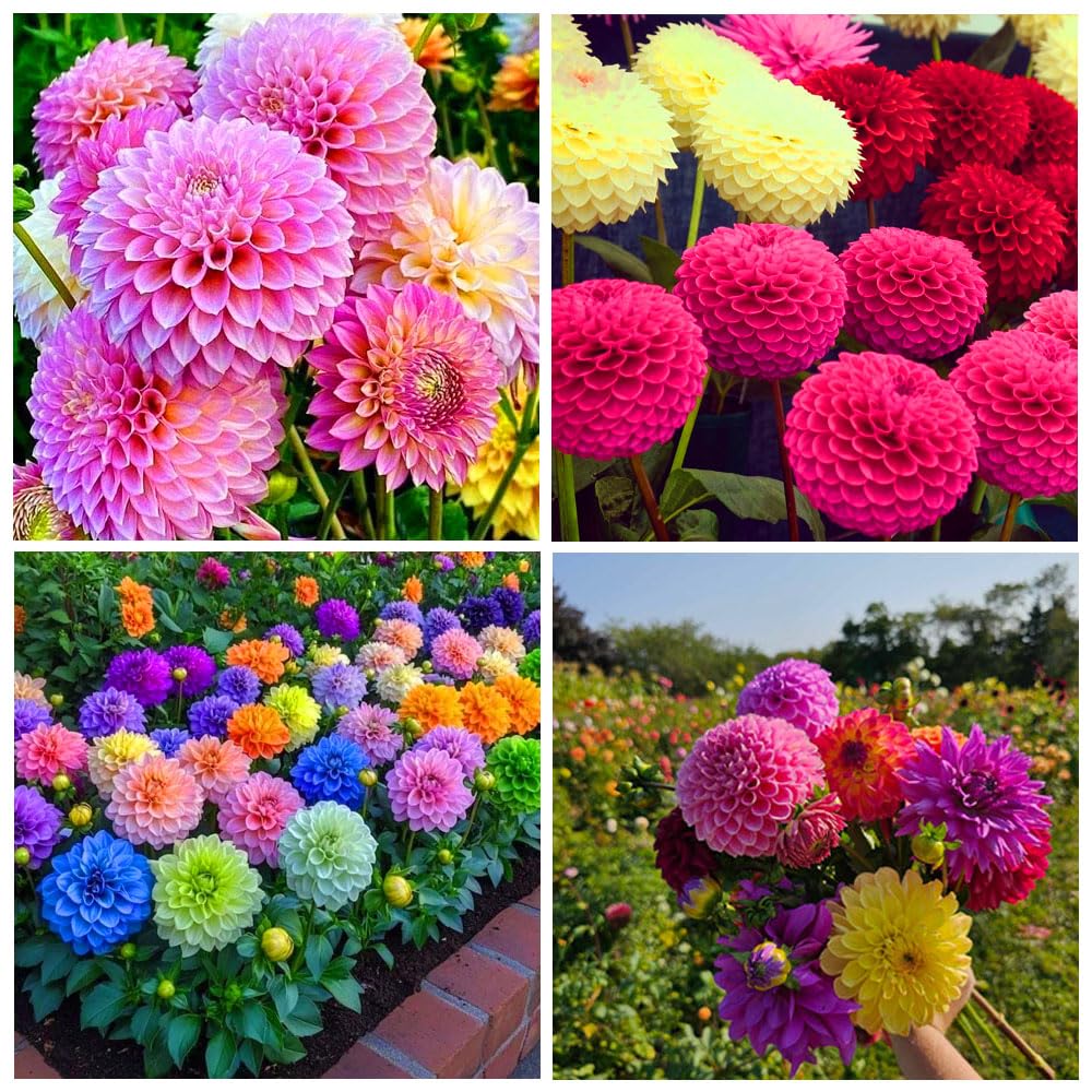 Carpet Creeping Dahlia Pompon vibrant garden display along paths.