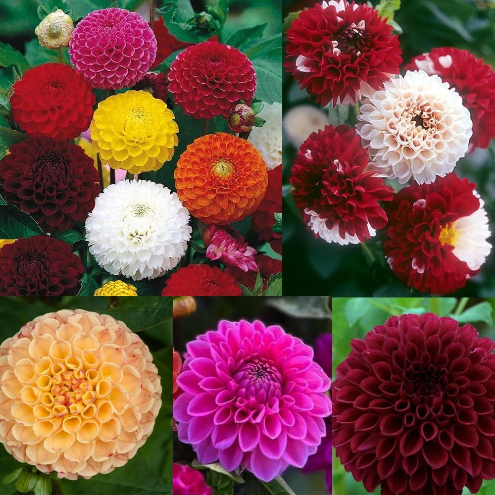 Carpet Creeping Dahlia Pompon pink flower enhances container displays.