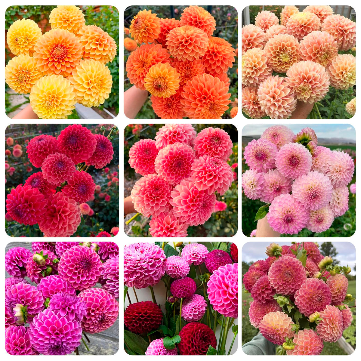 Carpet Creeping Dahlia Pompon red flower adds bold color to beds.