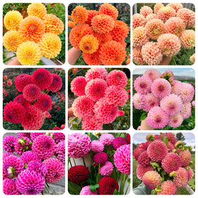 Carpet Creeping Dahlia Pompon red flower adds bold color to beds.